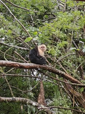 Cheeky Capuchin at Café Monteverde Coffee Shop in Monteverde