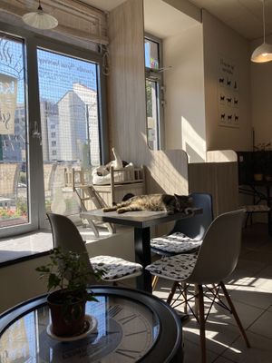 Cozy place at Plzeňská Kočičí Kavárna in Plzen