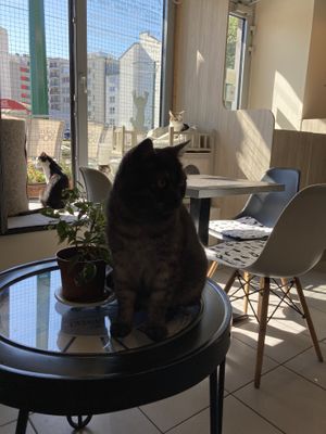 Catto at Plzeňská Kočičí Kavárna in Plzen