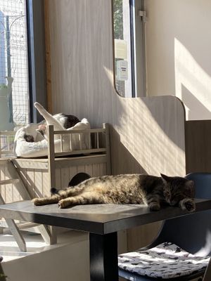 How cute at Plzeňská Kočičí Kavárna in Plzen