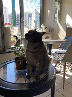 Look at him at Plzeňská Kočičí Kavárna in Plzen