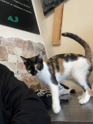 My friend  at Plzeňská Kočičí Kavárna in Plzen