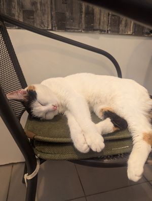  at Plzeňská Kočičí Kavárna in Plzen