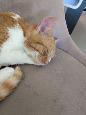  at Plzeňská Kočičí Kavárna in Plzen