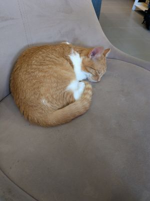  at Plzeňská Kočičí Kavárna in Plzen