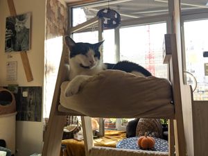  at Plzeňská Kočičí Kavárna in Plzen