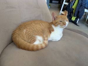  at Plzeňská Kočičí Kavárna in Plzen