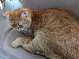  at Plzeňská Kočičí Kavárna in Plzen