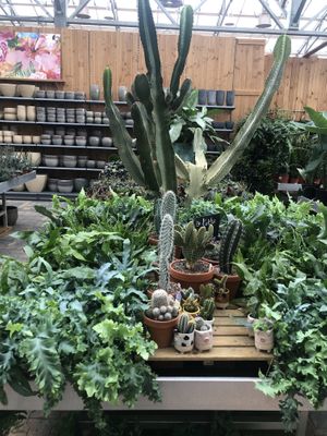plants  at Café Florina in Hirschthal