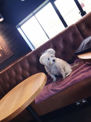 Dog friendly Starbucks  at Starbucks in Isle Of Sheppey