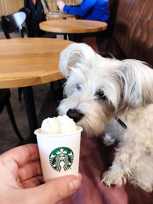 Staff are so kind they even brought my dog a small treat! 💚 at Starbucks in Isle Of Sheppey