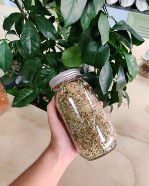 Germinados de alfalfa a granel at li.V.re in Torrelodones