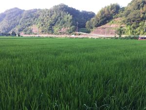 Rice field near the shop. Very good environment. at Nogi in Sanuki