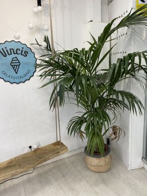   at Vincis Heladería in Barcelona