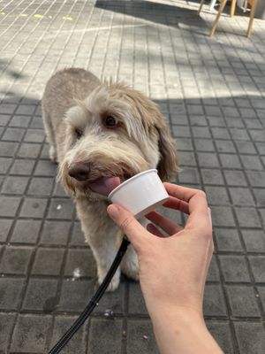   at Vincis Heladería in Barcelona