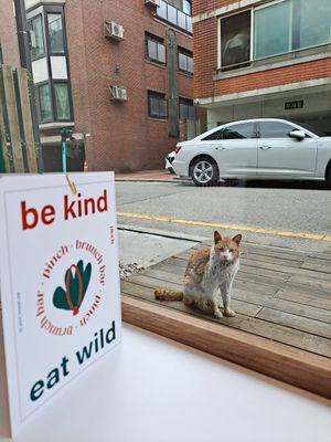 Cat at Pinch Brunch Bar in Seoul