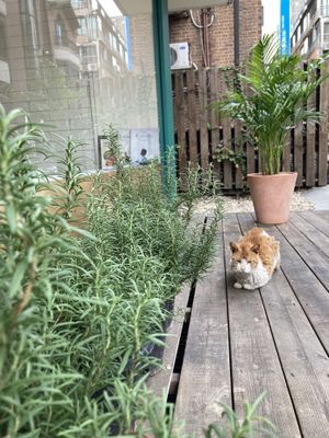 Salt the cat at Pinch Brunch Bar in Seoul