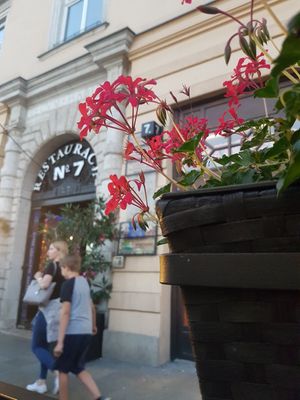 Flowers on terrace at N° 7 in Krakow