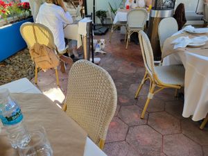 Dog staring at me wanting my delicious food #Veganuary at Ziba Cocina Mediterránea in Tijuana