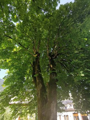  at Gasthof Jaidhaus in Hinterstoder