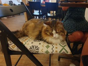  at Kattencafé Op z'n Kop in Groningen