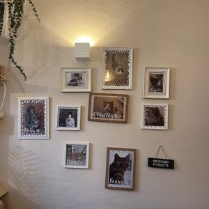 Wall of cats  at Kattencafé Op z'n Kop in Groningen