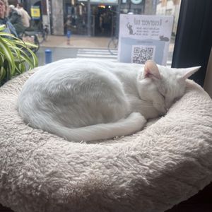 🤍  at Kattencafé Op z'n Kop in Groningen