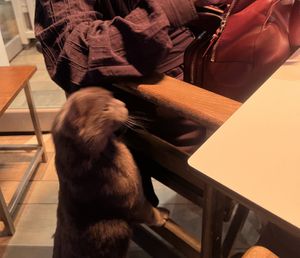 cute cat hoped I have fish on my plate 😅   at Pingouino in Paphos