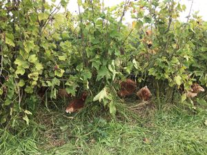 Genieten   at Fruittuin van West in Amsterdam