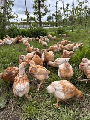   at Fruittuin van West in Amsterdam