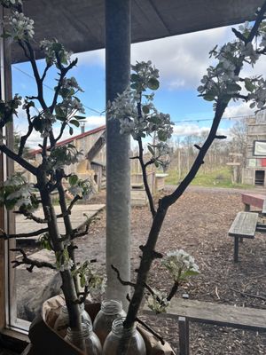 Mooie bloesem uit eigen tuin  at Fruittuin van West in Amsterdam