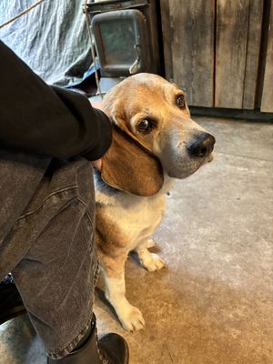 restaurant dog   at Sunflower Cafe in West Glacier