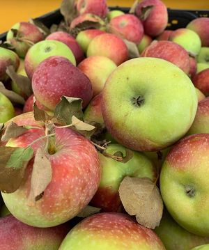 Apples at Garfield Park Farmers Market in Indianapolis
