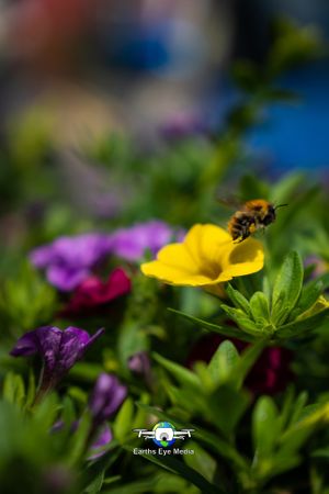. at The Bear Inn in Llandovery