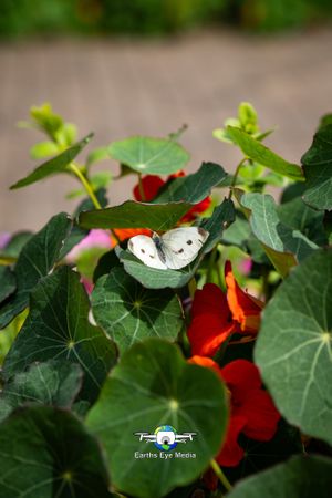 . at The Bear Inn in Llandovery