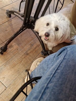 Sweetest Dog of owner 🥰 at Veganarsist - Balat in Istanbul