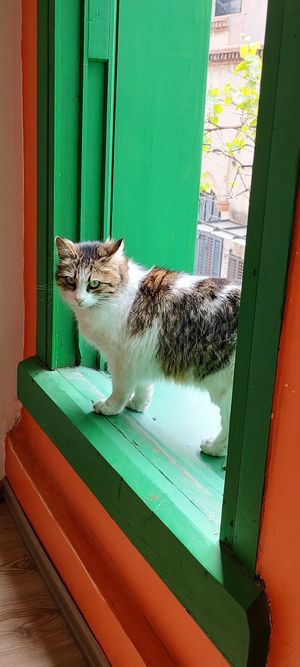  at Veganarsist - Balat in Istanbul