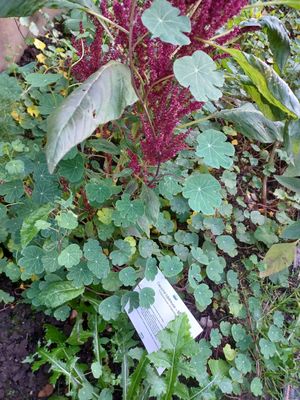  at Cuisine Intuitive in Marchin