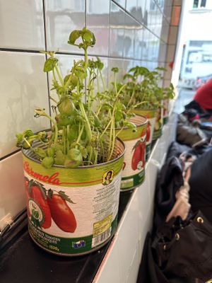   at Pizzi*s & Cream in Vienna