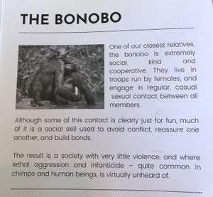   at Bonobo Cafe in Christchurch