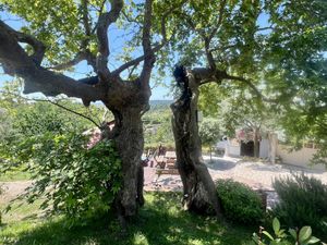 Split tree outside of the resistant   at Garden Organic Restaurant in Kruje