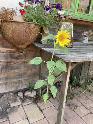 Hof zur Sonne(nblume)🌞 at Hof zur Sonne in Kluis