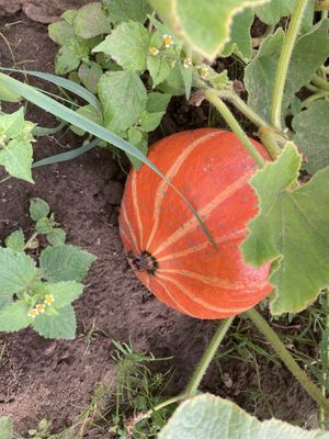 Der hofeigene Hokaidokürbis!  at Hof zur Sonne in Kluis