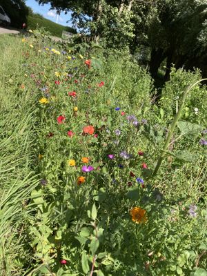 Auch die Bienen, Schmetterlinge und andere Fluginsekten sind gerne hier! at Hof zur Sonne in Kluis