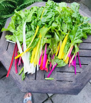 Gemüse frisch vom Acker at Hof zur Sonne in Kluis