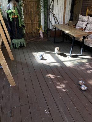 Mom and kittens (not friendly) on front porch 🥰 at Cafe Beanteum in Seoul