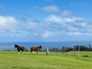 Ambiance  at Fresh Off The Grid in Kamuela