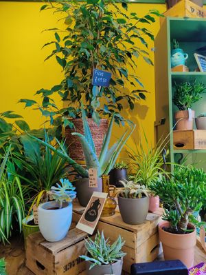 Plants to sell! at Curran Geal in Edinburgh