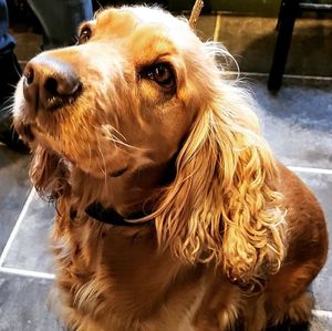 We're pet friendly!. Bring your little ones along for treats & cuddles. (Disclaimer...service slow/make your own, when gorgeous little puffalumps on site!!🥰🥰). #Amber at Curran Geal in Edinburgh