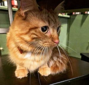 Cat friendly too....although she couldn't give a t**s!!.. Introducing the reincarnation of Marlene Deitrich, Miss Marmalade 🤣 at Curran Geal in Edinburgh